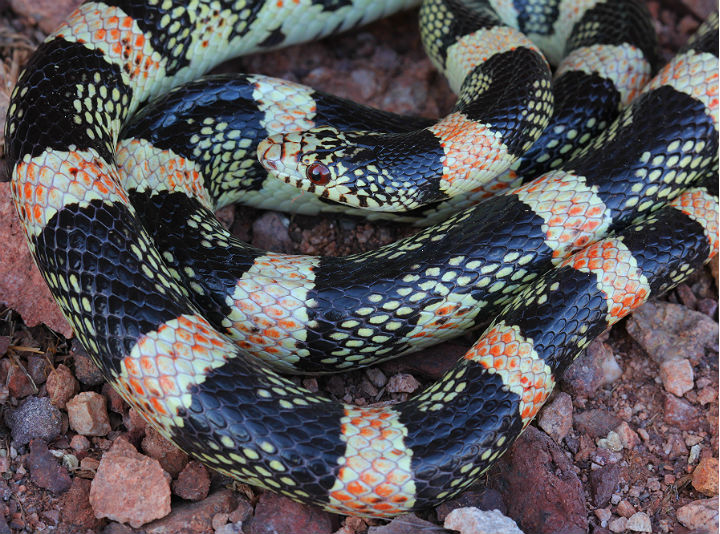 Longnose Snake